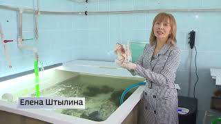 Во Владивостоке впервые в России изучают выживаемость мальков камчатского и мохнаторукого крабов