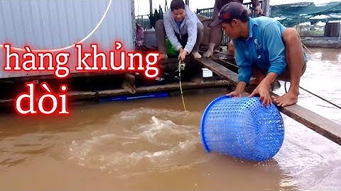 Cá tra khủng / Hugo mùa nước đục / Bình Thạnh điểm này câu quá đã