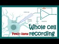 Whole-cell patch clamp recording | How does Whole-cell voltage clamp work? | application