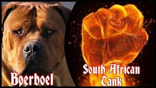 Boerboel  The South African Tank  Dogs Special