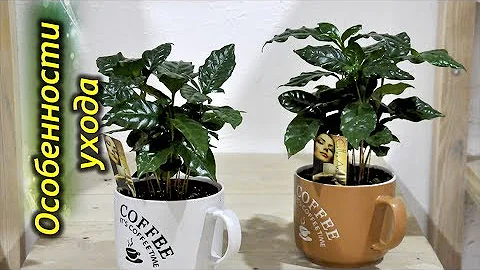 Кофейное дерево – секреты выращивания в домашних условиях.