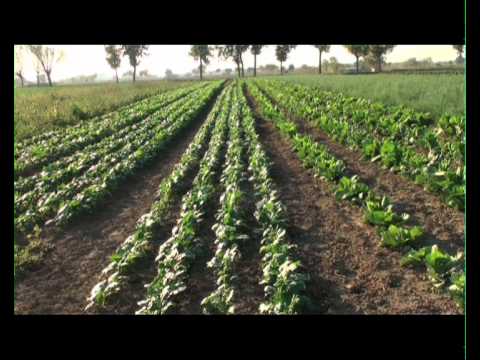 Video: Come Coltivare Le Barbabietole