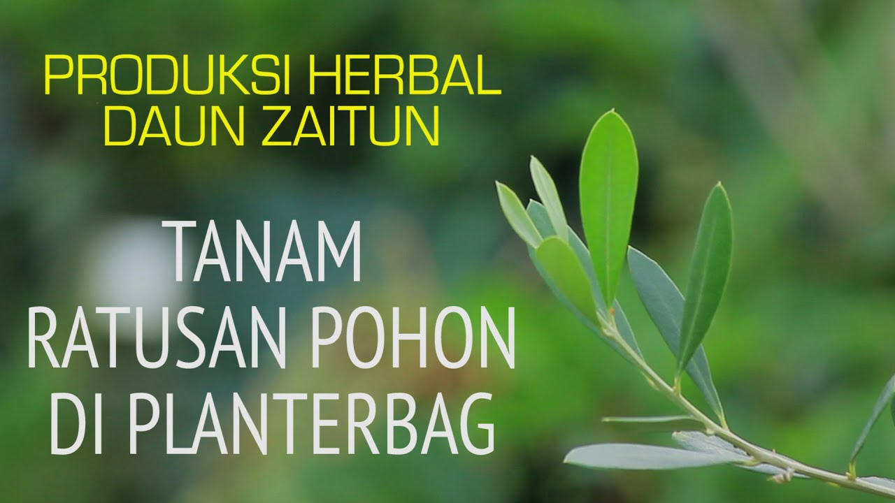 Tanam Ratusan Pohon Di Planterbag, Pekebun Zaitun Panen Orderan Daun.