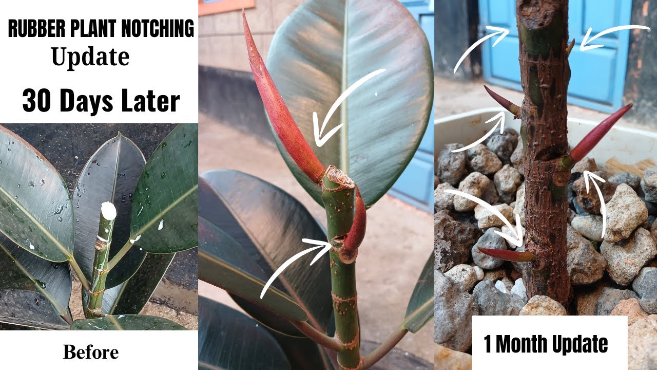 Rubber Plant Branching By notching update 30 Days Update YouTube