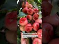 Insane Wax Apple Farming Trick Boosts Harvest Fast #WaxApple #Farming #AgriTips