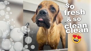 Taking my blind dog to the groomer 😀🛁 by PAWONDER 89,393 views 3 years ago 8 minutes, 1 second