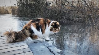 Maine Coon Cat: First Time Walking on Ice Resimi