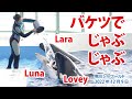 バケツでじゃぶじゃぶ☆ラビーちゃんララちゃんルーナちゃん【2022年12月9日】Orcas at Kamogawa Sea World in Japan