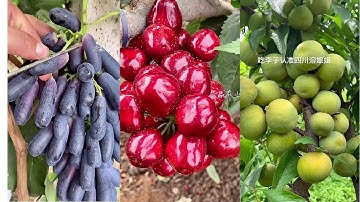 Hoa quả Trung Quốc cực đã mắt - ăn trái cây tại vườn #65 #fruit #tiktokchina