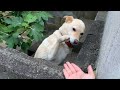 日本一優しいお手ができる白い犬 / She can do the most peaceful shake hands in Japan