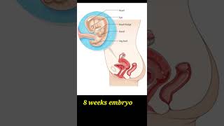 8 weeks pregnancy Your baby when you’re 8 weeks pregnant  2 months baby in mothers Womb  cute