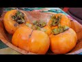 Picking Giant PERSIMMON -  Tasting Jiro Variety