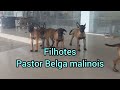 Filhotes de Pastor Belga Malinois macho e fêmea 07.06.2022