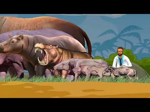 Video: Hippo and hippopotamus: differences and similarities of these mammals