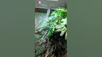 милые животные в экзотариуме