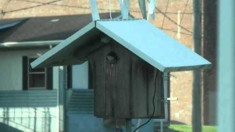 Third Tree Swallow Nestling Fledges