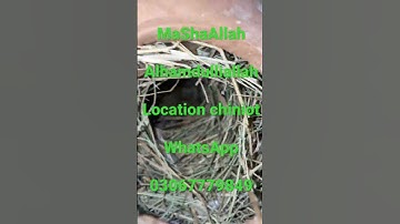 Fawn Java breeding progress | fawn java colony #javasparrow #birds #birdsaviary #birdscolony