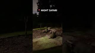 Singapore Night Safari