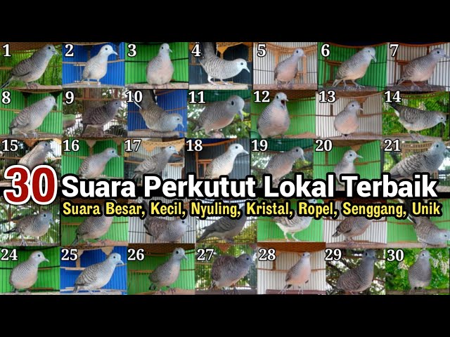 30 Perkutut, Suara & irama terbaik punya kamu termasuk jenis yang No berapa lur class=