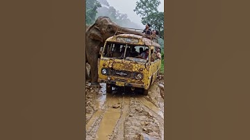 Elephant Pushes Tourist Bus Off Cliff | Shocking AI Jungle Scene | AI-Generated