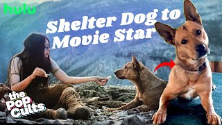 Story Of Sarii A Shelter Dog Who Acted In Prey Movie 2022 Prey Review