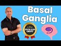 Basal Ganglia - Structure & Function - Neuroanatomy