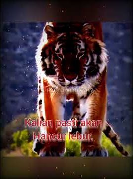 story wa macan. ingat jika kami sudah bersatu