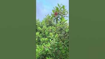 Hoa sim đang nở rộ, lét gô là có ảnh xinh lung linh tại Đồi cừu Đà Nẵng