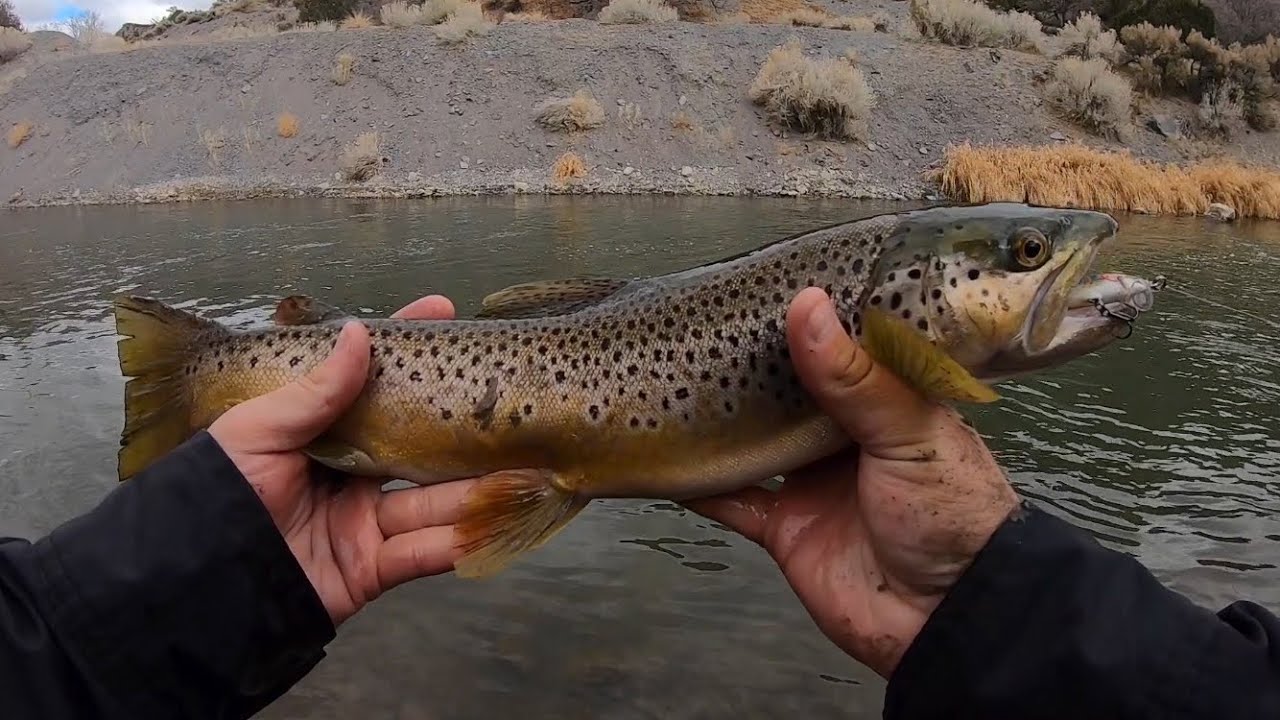 Top Lure for Wild River Brown Trout! - Winter Trout Fishing Tips 