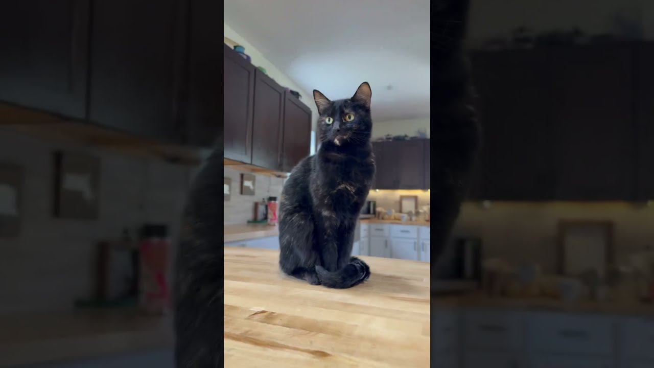 She ran away too fast for a hat π π΅- Montagem Tralala- Andromeda #cat #fyp #catvideo #car #edit