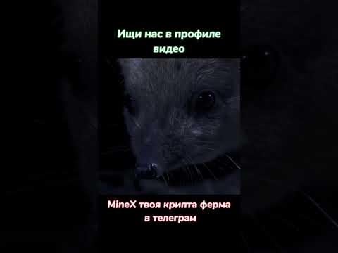У ежика есть секрет #животные #shorts #shortvideo #shortsvideo #top #top10 #топ #кино #вмиреживотных