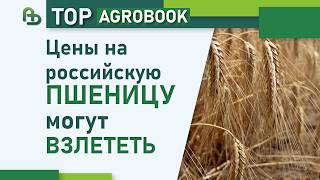 Russian wheat prices may skyrocket | TOP Agrobook: agricultural news roundup screenshot 1