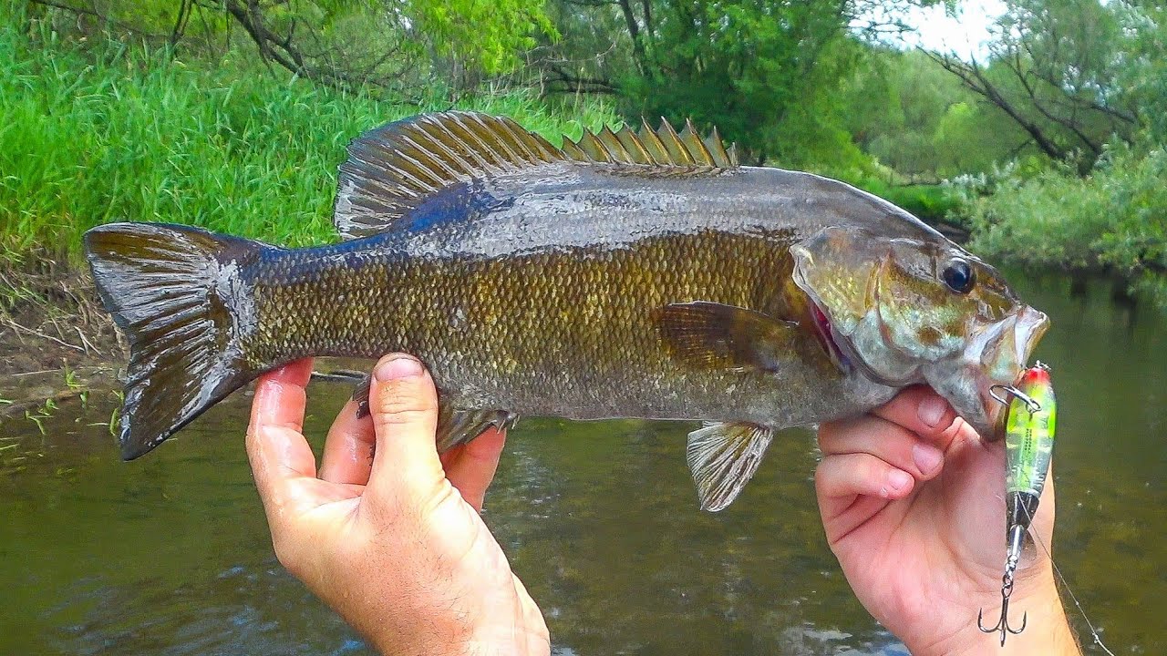 Kayak Fishing Michigan Creek Fishing Smallmouth Bass YouTube