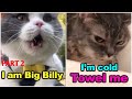 Cats talking !! these cats can speak english better than hooman (part 2)