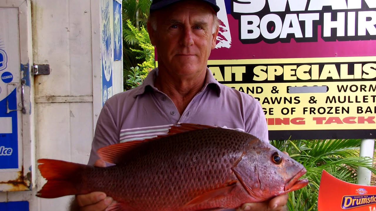 Catch Gallery: 2.4Kg Mangrove Jack from Maroochy North Shore 16/12/2012 ...