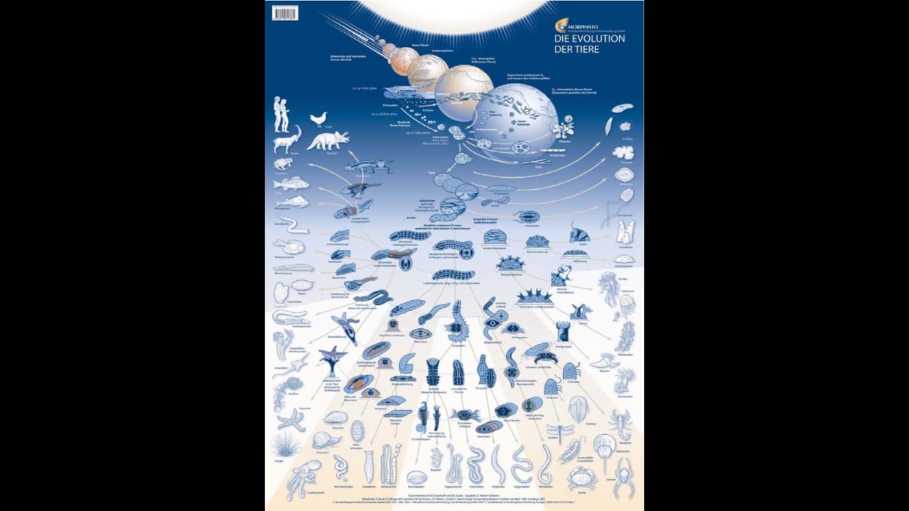 Die Evolution der Tiere (Manfred Grasshoff: Die Evolution Teil 1 ...