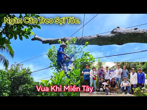 Video Thật Bất Ngờ ! Khi Vua Khỉ cưa cây Sao Treo cả thân... - youtube
