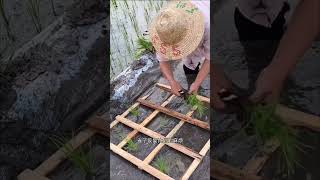 劳动人民的育苗工具真是不可思议!