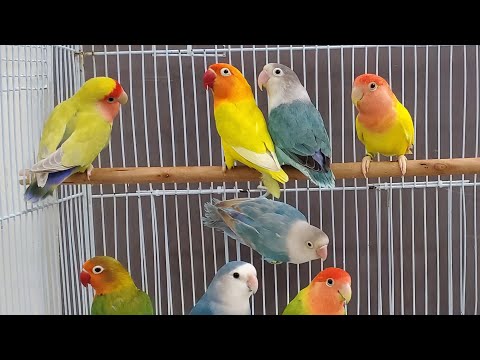 تغريد طيور و غندور فيشر صوت جميل  