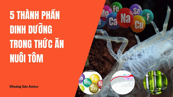 Thức ăn của tôm là gì