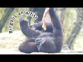 林戈努力練習彩帶舞😆🤣💦#Djeeco#ゴリラ#迪亞哥#金剛猩猩#taipeizoo #gorilla #台北市立動物園20240523#22