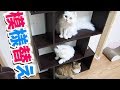 【人形】部屋を模様替えしたら猫のお気に入りスポットになりました!