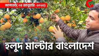 হলুদ মাল্টার বাংলাদেশ- আপডেট( ০৪ জানুয়ারি -২০২৩)