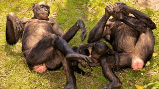 Bonobos: Most Endangered Apes in the world by Familiarity With Animals (FWA) 1,029 views 1 month ago 3 minutes, 2 seconds