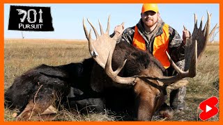 Massive Trophy North Dakota Bull Moose Roaming #shorts screenshot 5