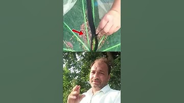 A new way of catching fish with this net .#assamtezpur #shortsfeed