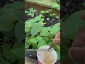 Natural pest control #andrethefarmer #organicgardening #naturalpestcontrol #gardeningtips #garden