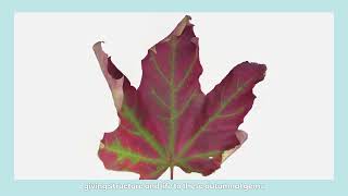 Explore the Micro World - Maple leaf W.M. for MatataStudio Digital Microscope