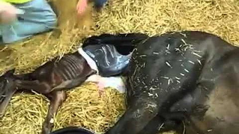 Quanti mesi di gravidanza ha un cavallo?