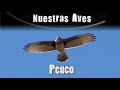 PEUCO - Serie Nuestras Aves